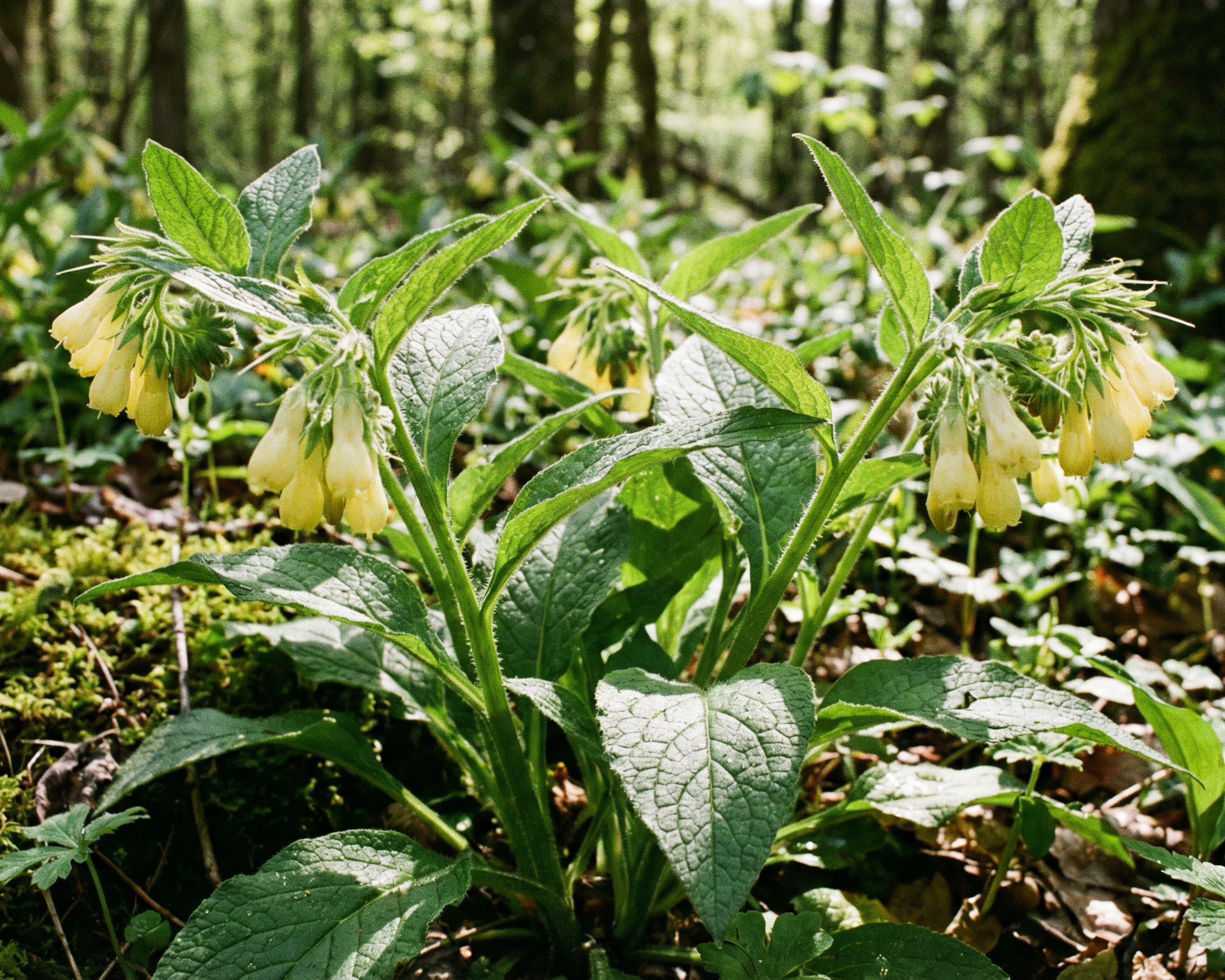 Comfrey