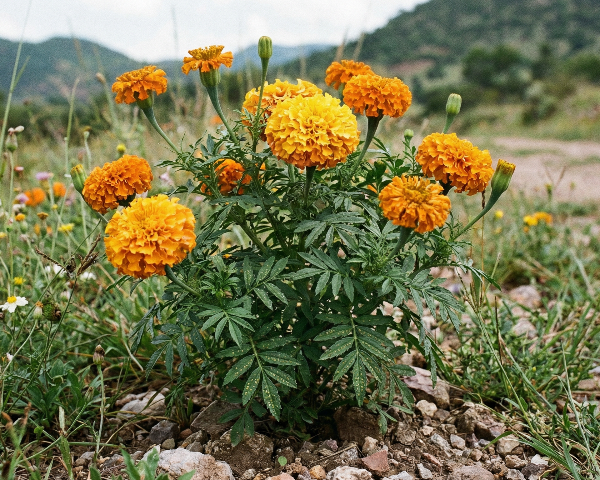Marigold
