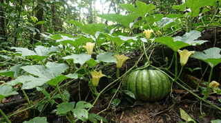 Fluted Pumpkin
