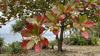 Tropical Almond