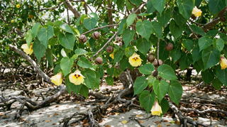 Portia Tree