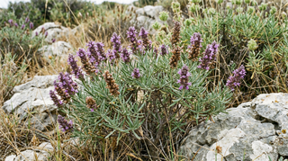 Mediterranean Thyme
