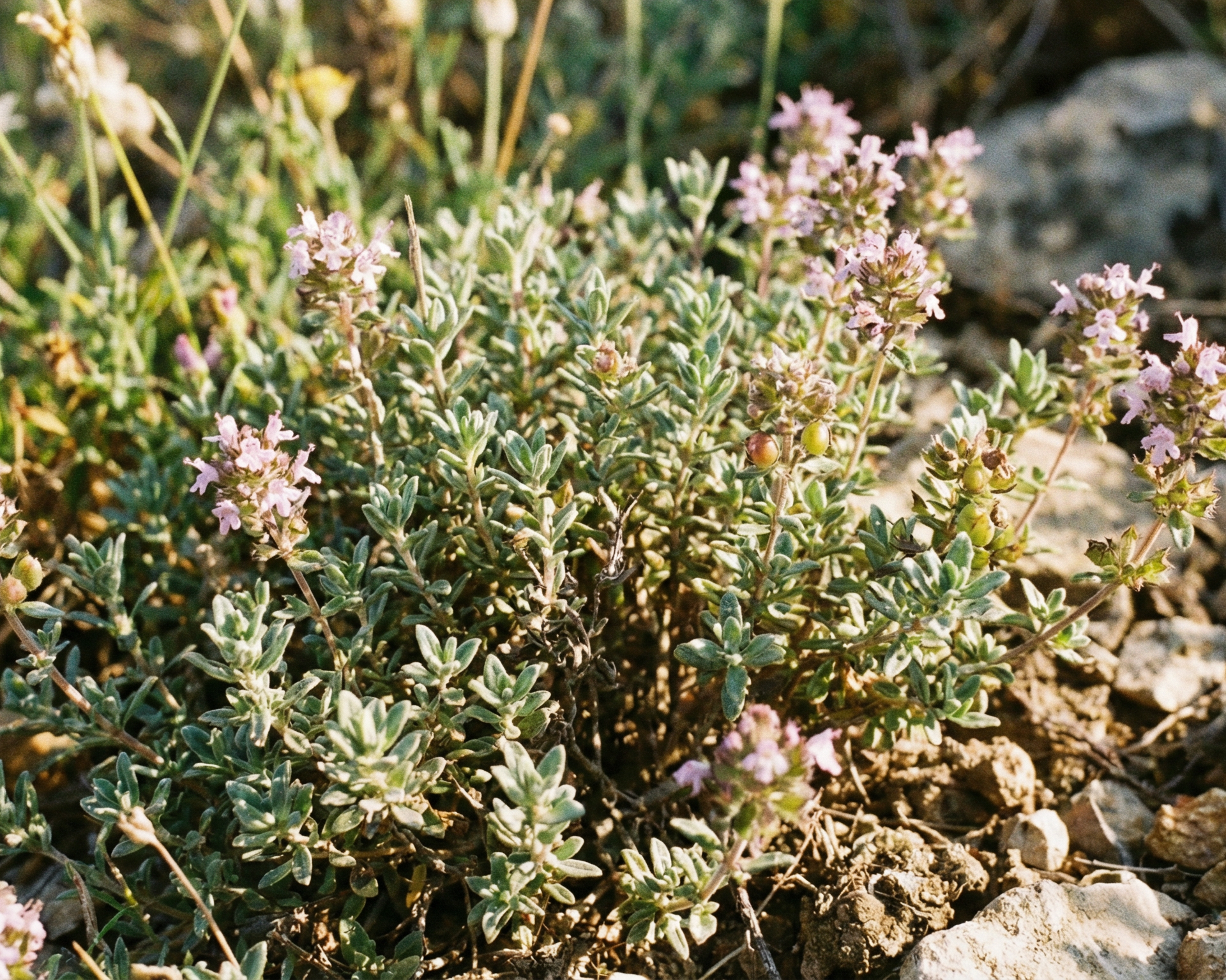 Thyme