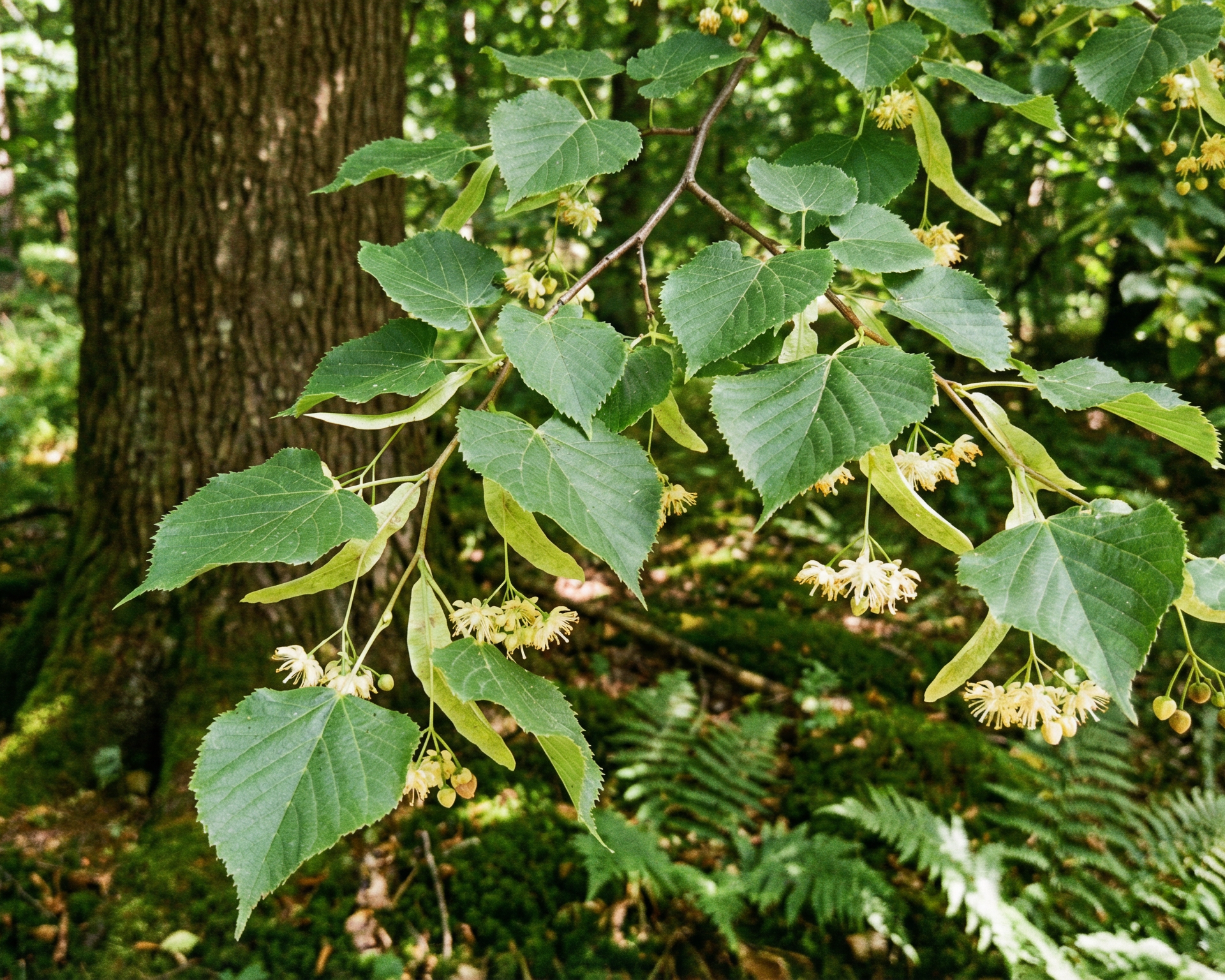 Linden (lime, basswood)