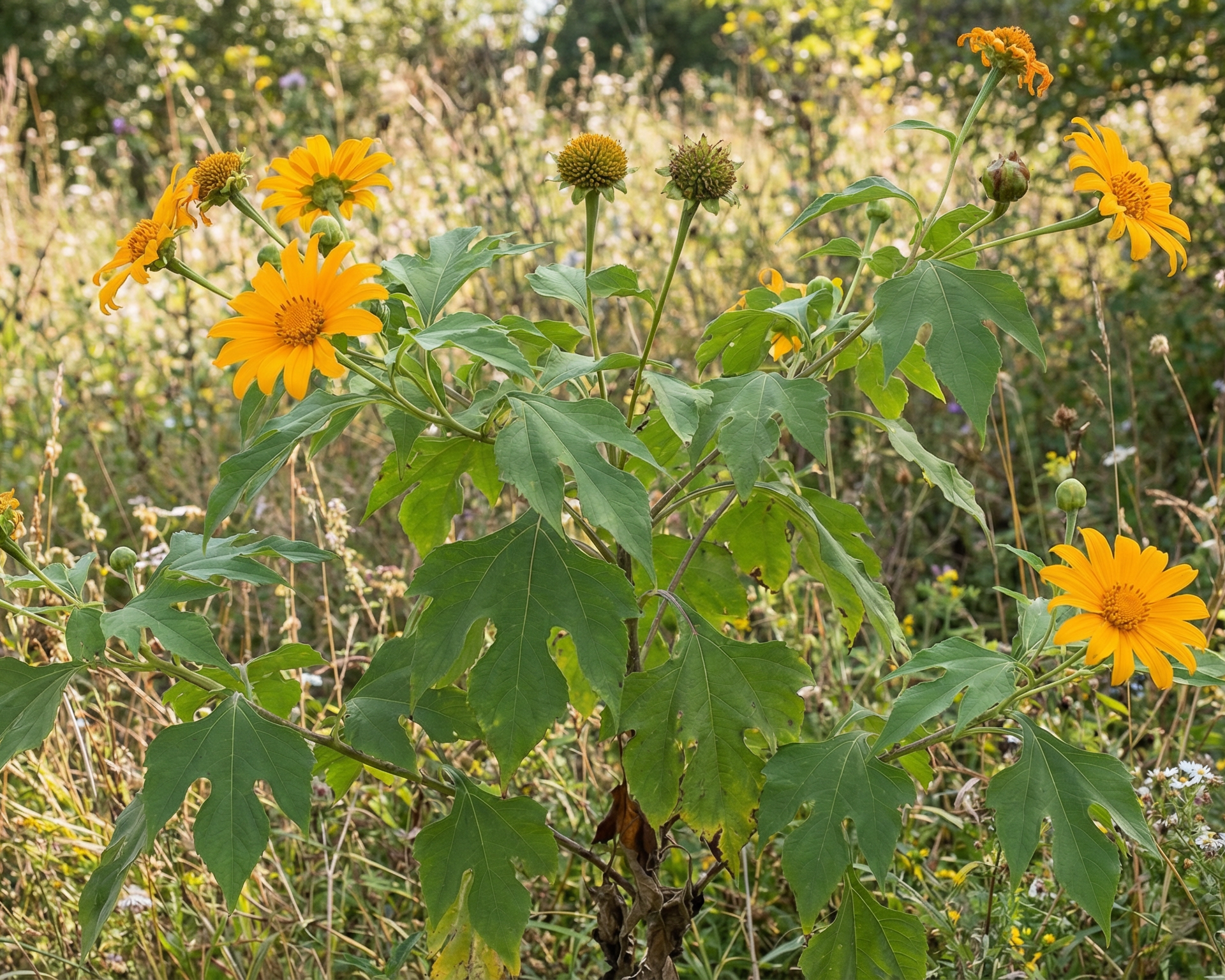 Mexican Sunflower
