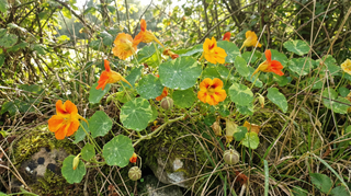 Nasturtium