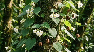 Christmas Vine