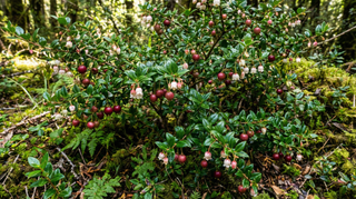 Chilean Guava