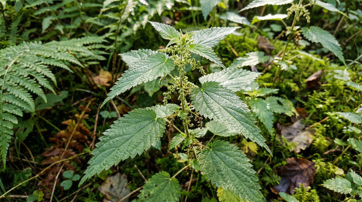 Nettle