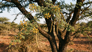 Sweet Acacia