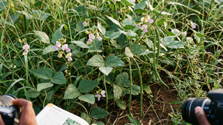 Cowpea