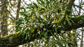 Mistletoe
