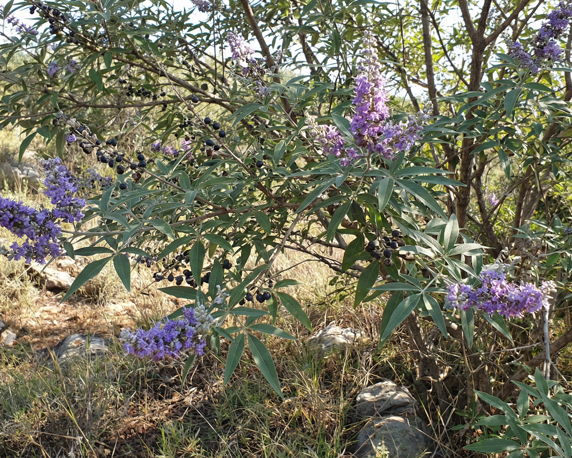 Chaste tree / vitex