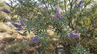 Chaste Tree