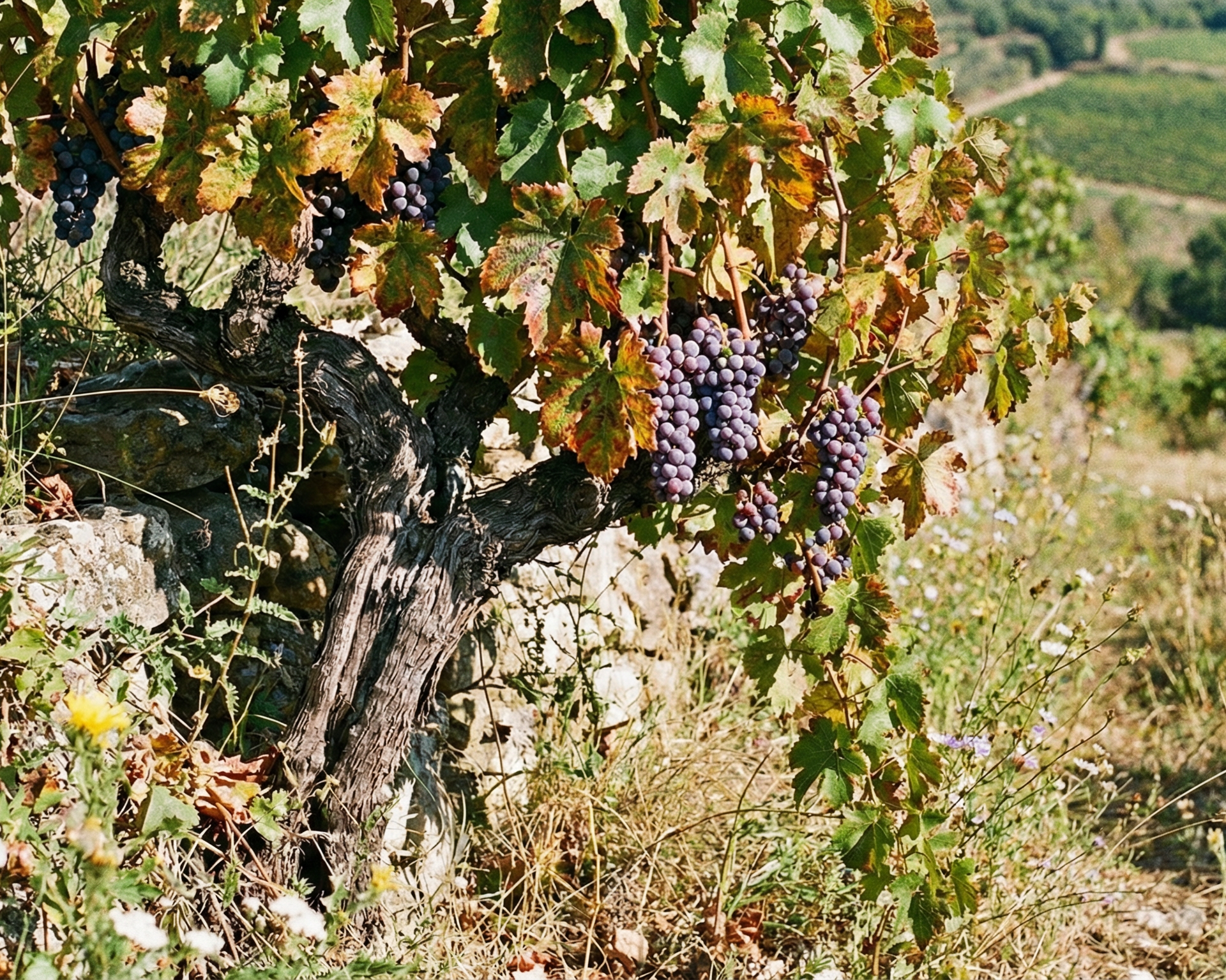 Grape