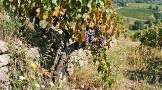 Grape