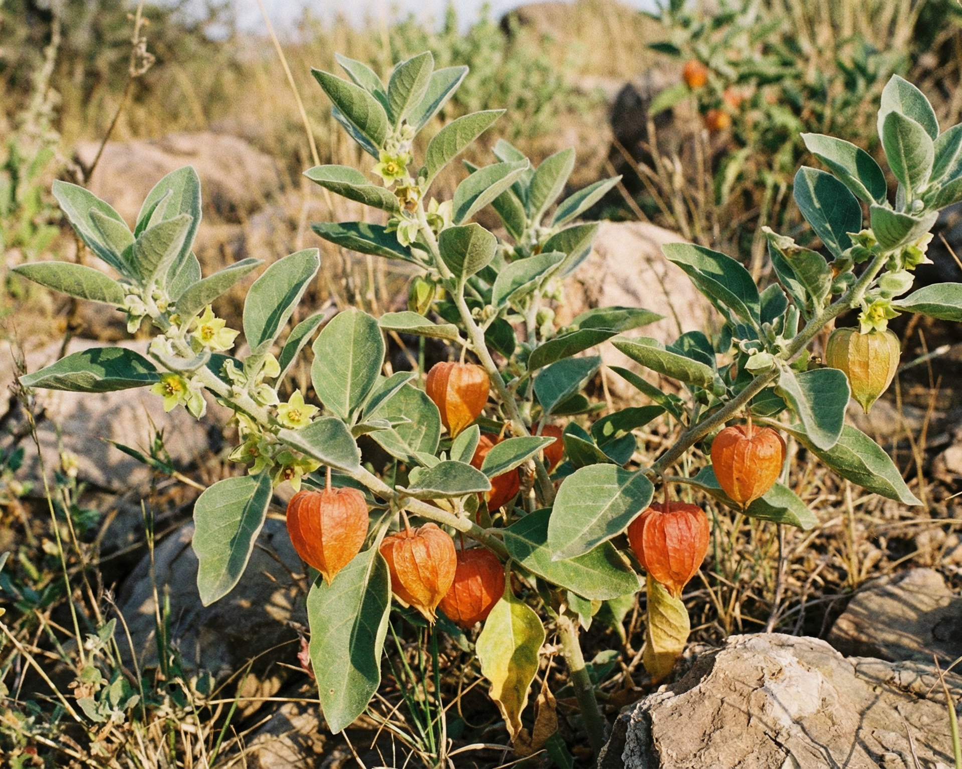 Ashwagandha