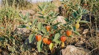 Ashwagandha