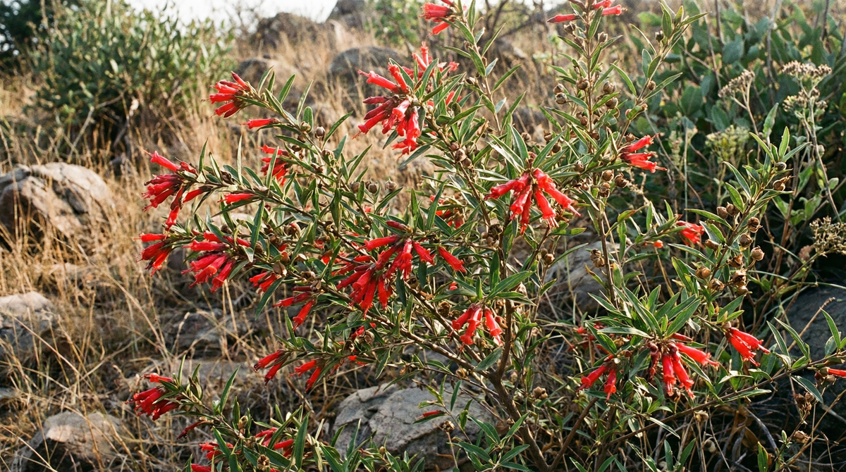 Fire Flame Bush