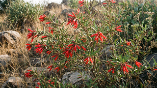 Fire Flame Bush