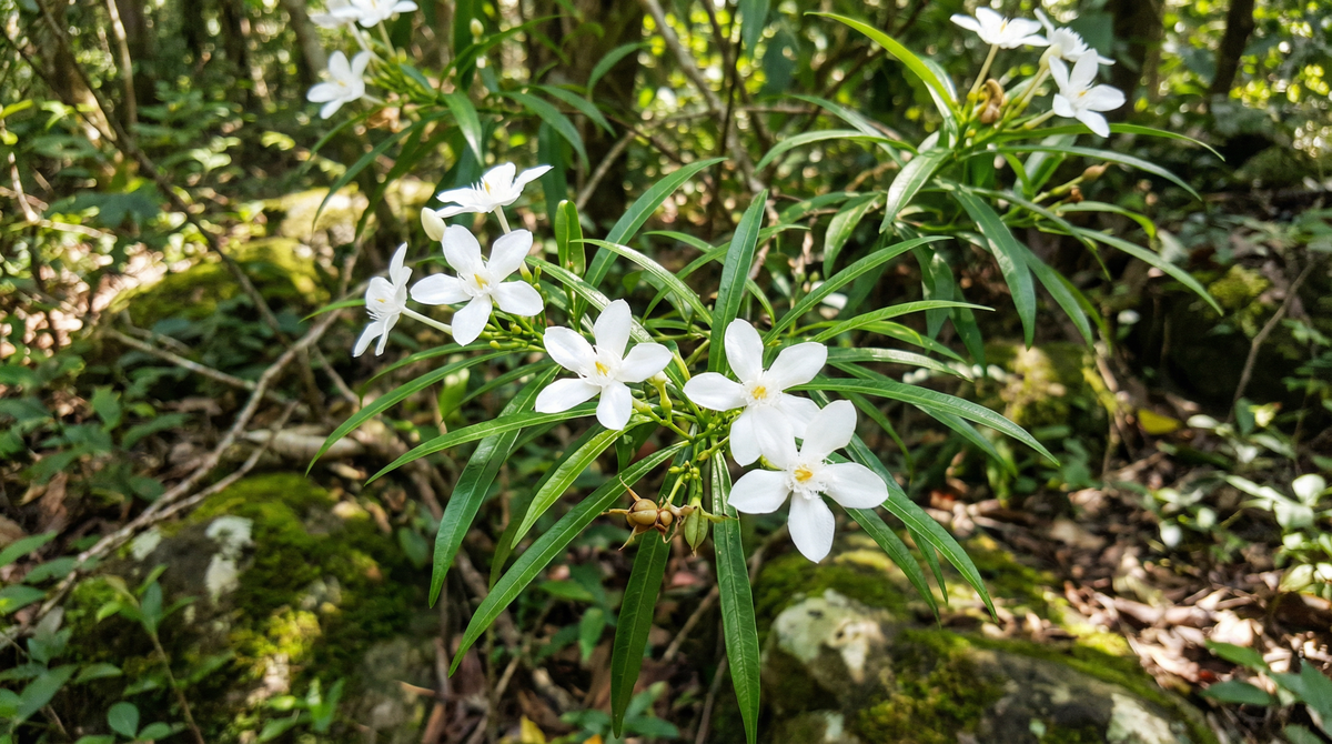 Water Jasmine