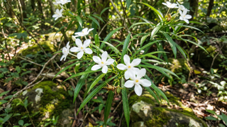 Water Jasmine