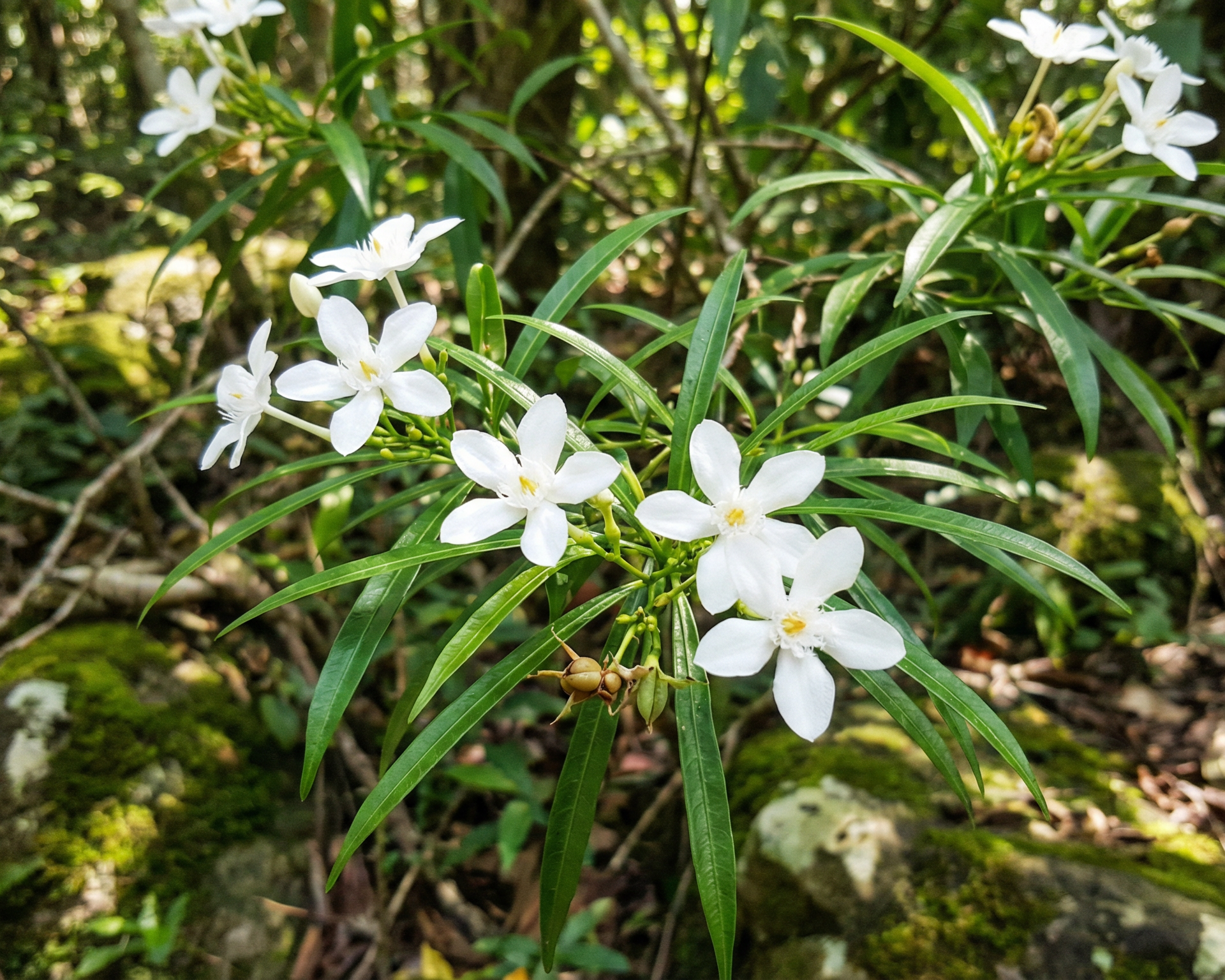 Water jasmine