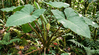 Elephant Ear
