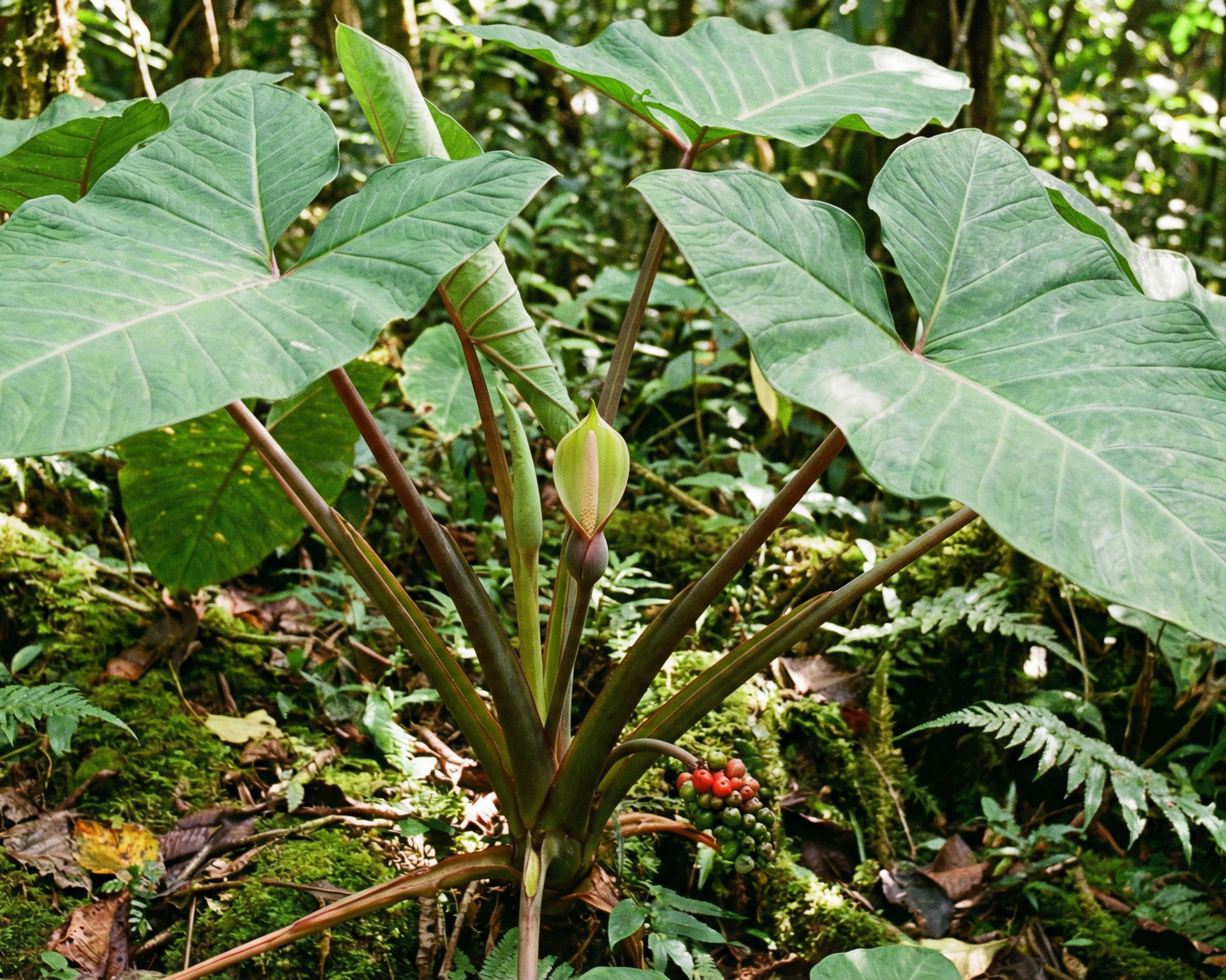 Elephant Ear