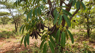 Ethiopian Pepper