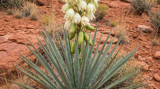 Yucca