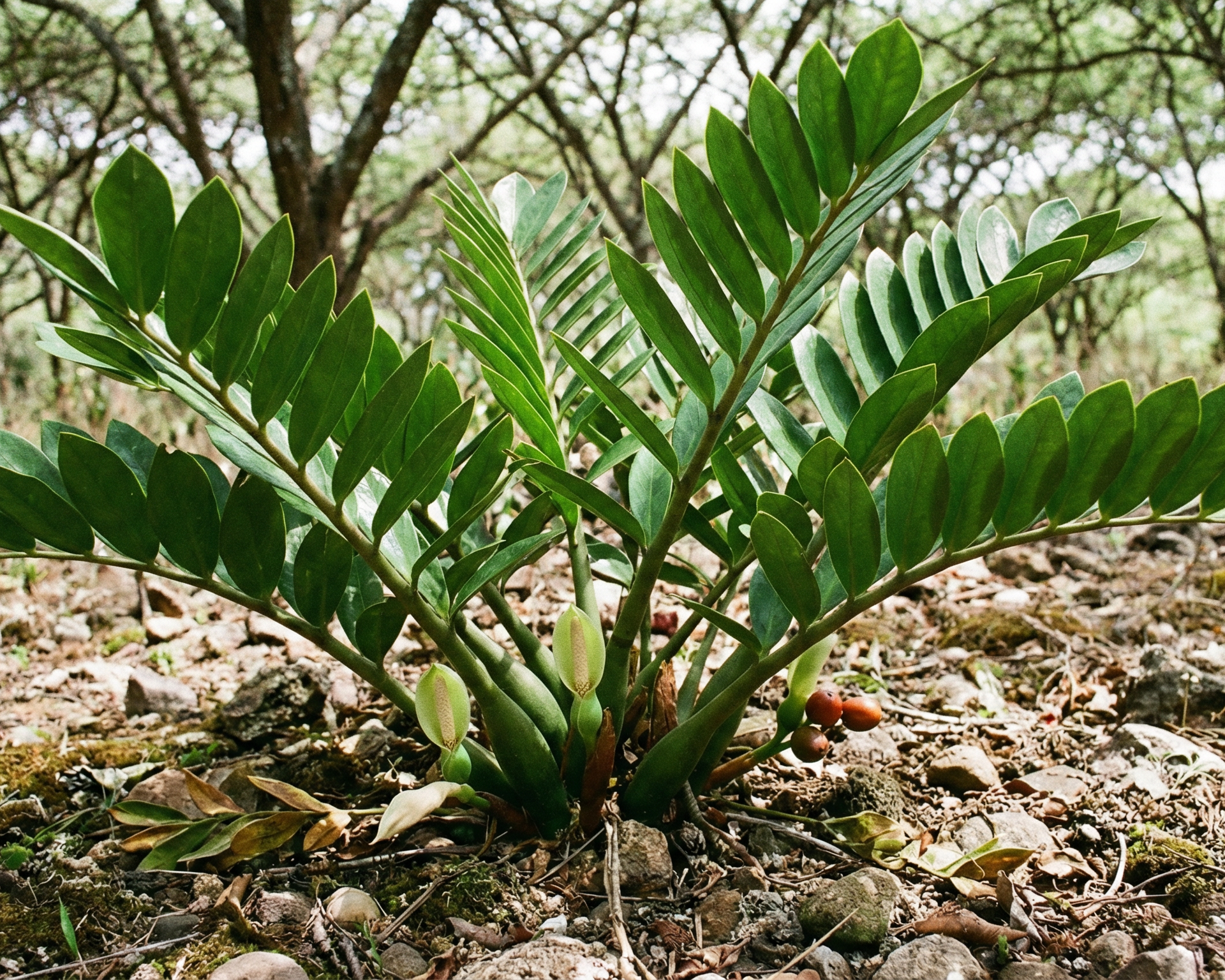 ZZ Plant