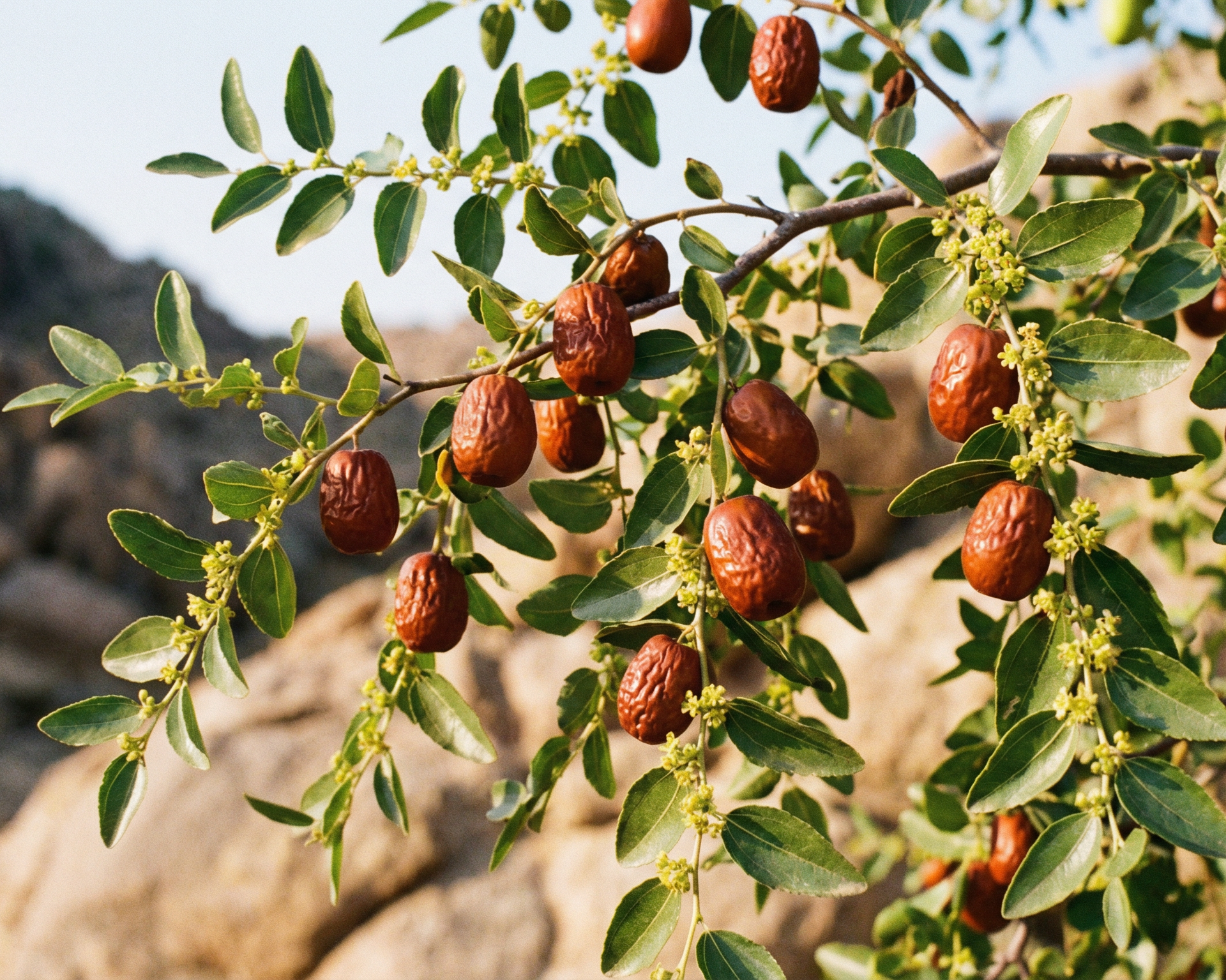 Chinese jujube