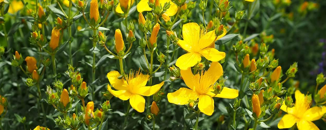 St. John's Wort