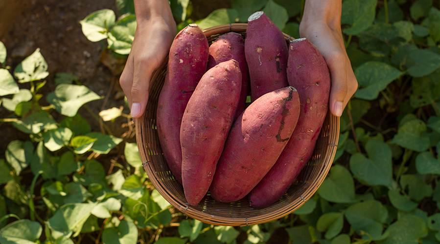 Sweet Potato