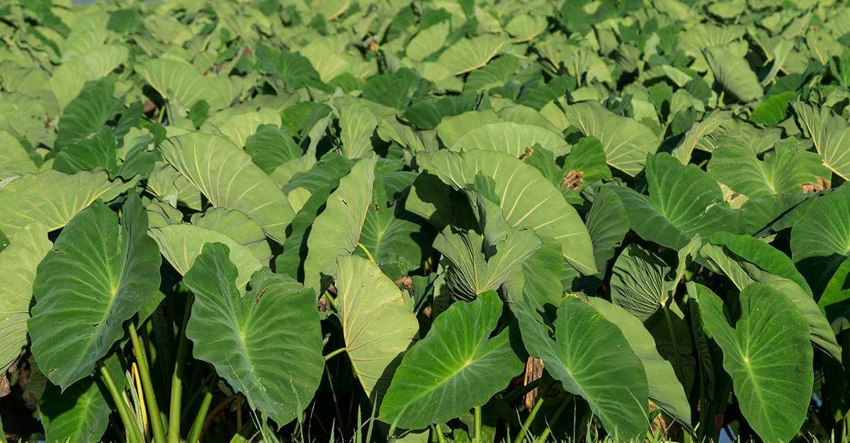 Taro