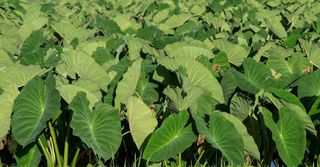 Taro