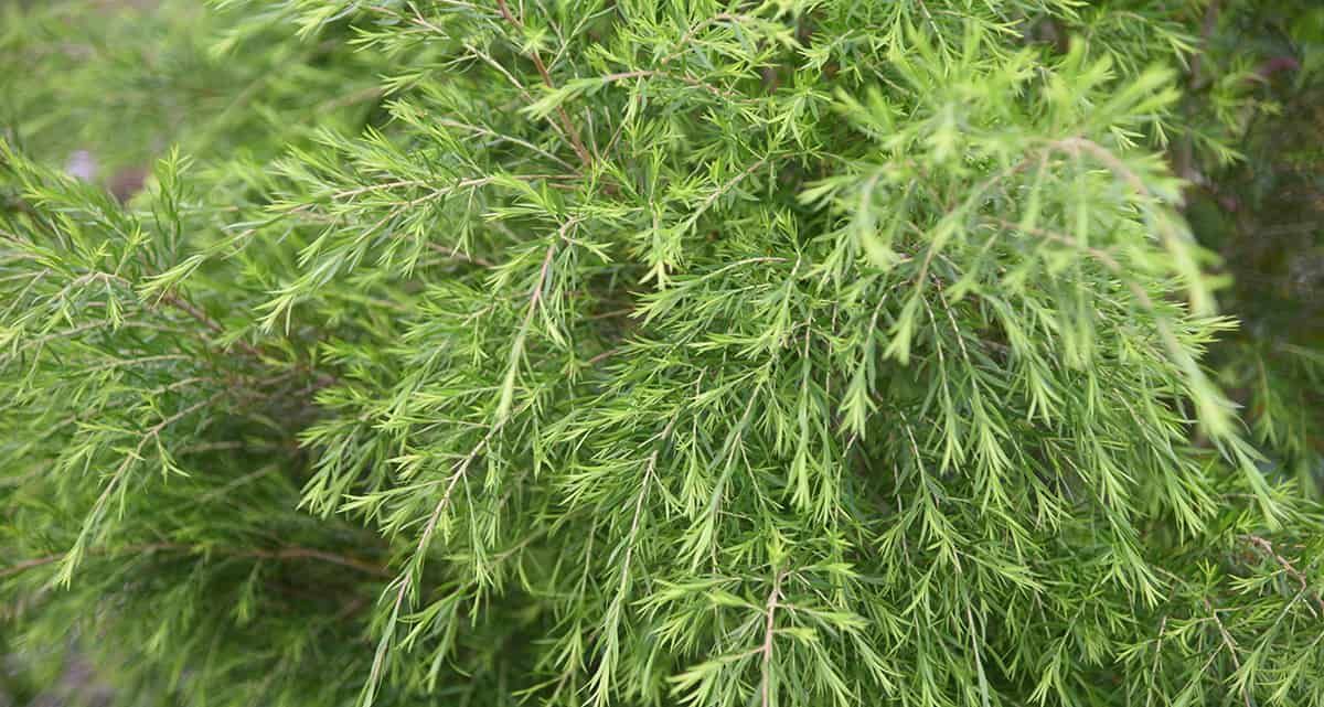 Tea tree