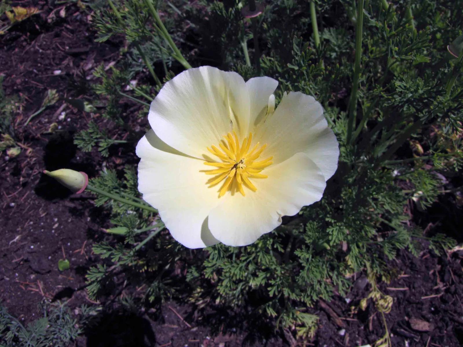 California Poppy Alba
