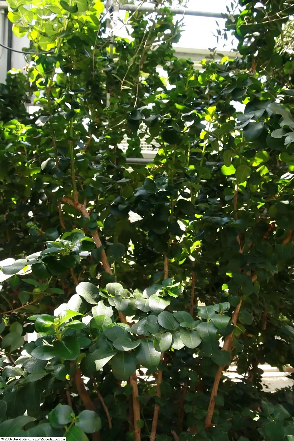 Boxwood Beauty