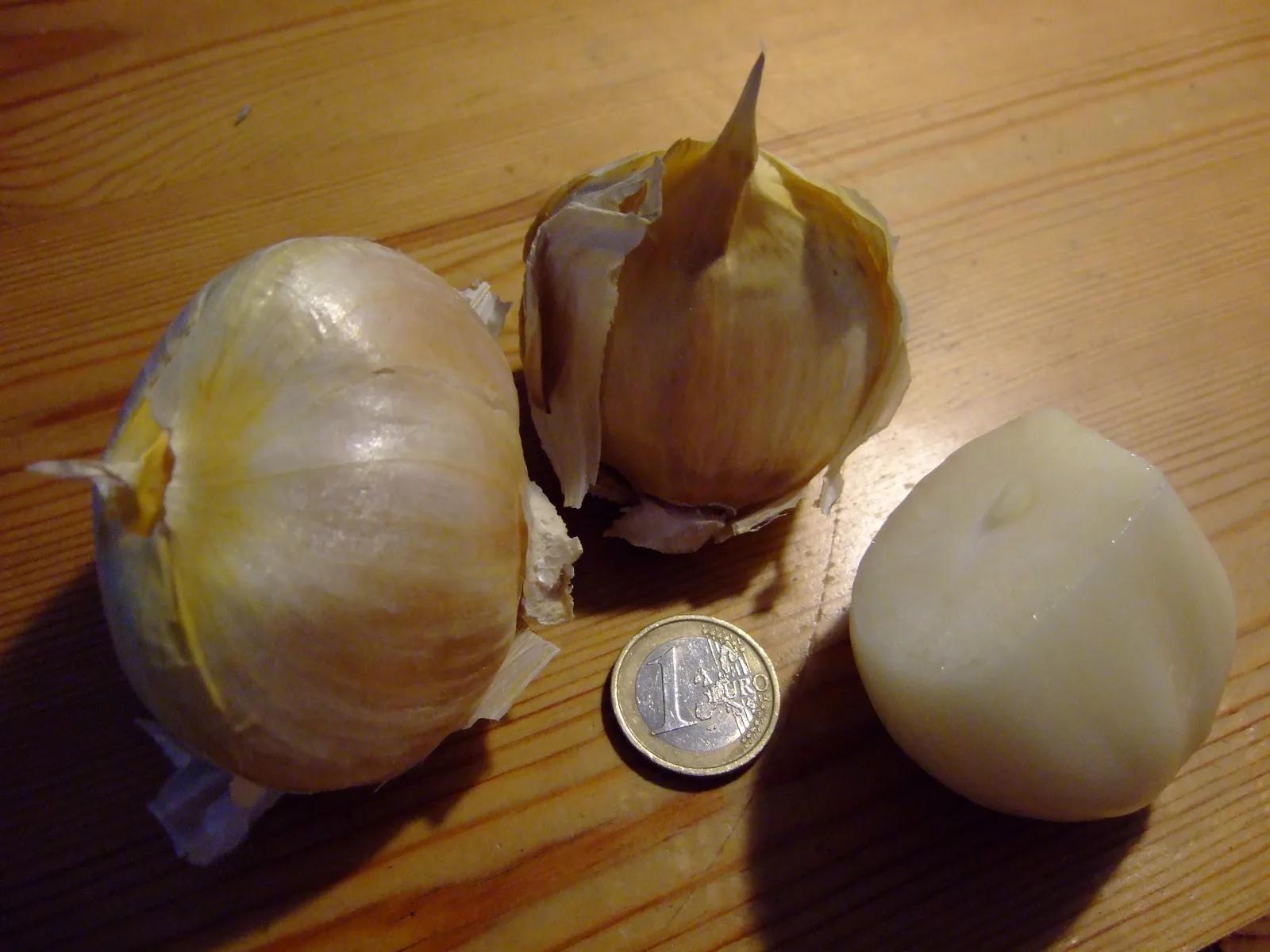 Elephant Garlic