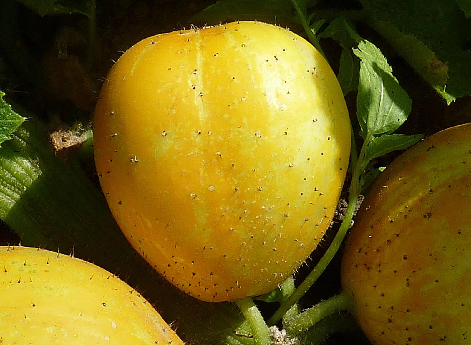 Lemon Cucumber