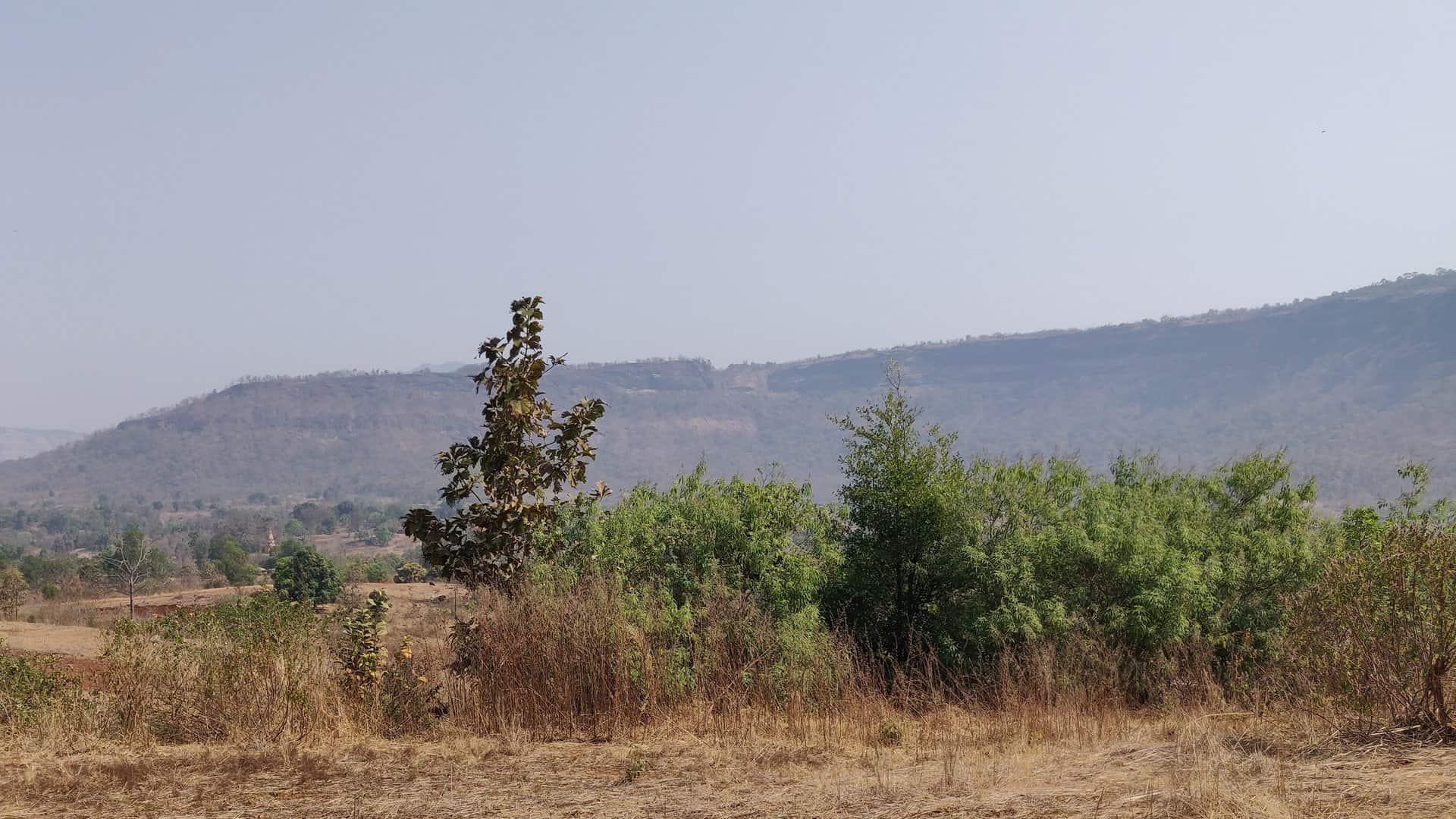 Chinese chaste tree