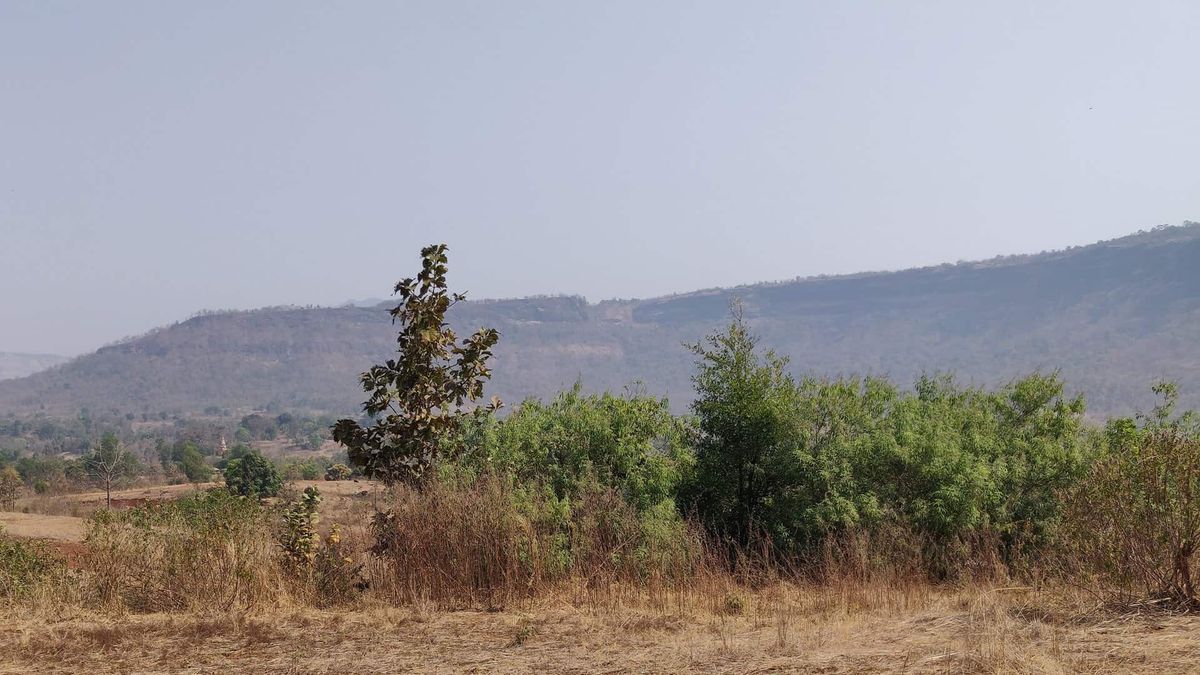 Chinese chaste tree