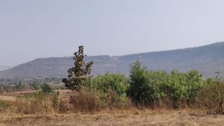 Chinese chaste tree