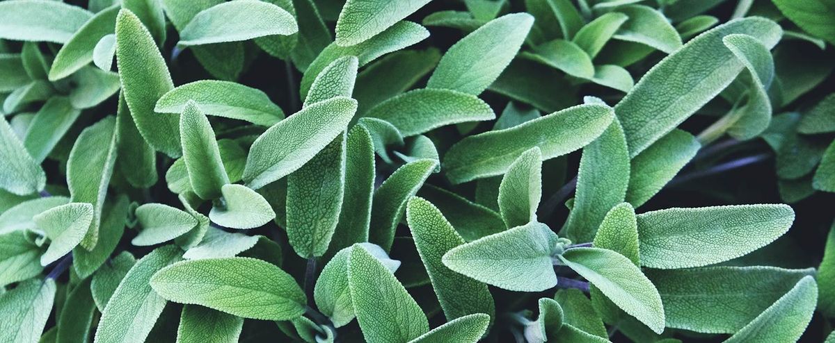 White sage
