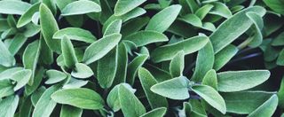 White sage