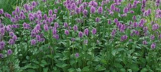 Lamb's Ear