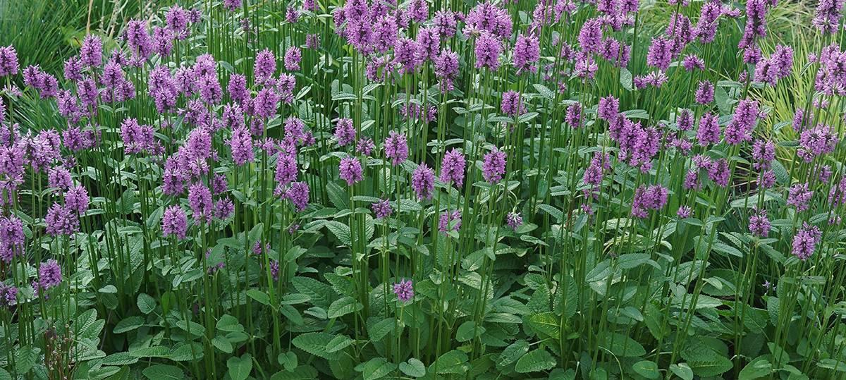 Lamb's ear